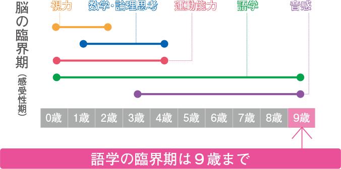 脳の臨界期（感受性期）/ 語学の臨界期は9歳まで