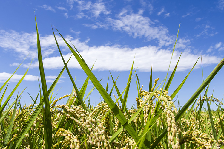 5-1.まずは基礎力を身につける